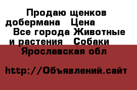 Продаю щенков добермана › Цена ­ 45 000 - Все города Животные и растения » Собаки   . Ярославская обл.